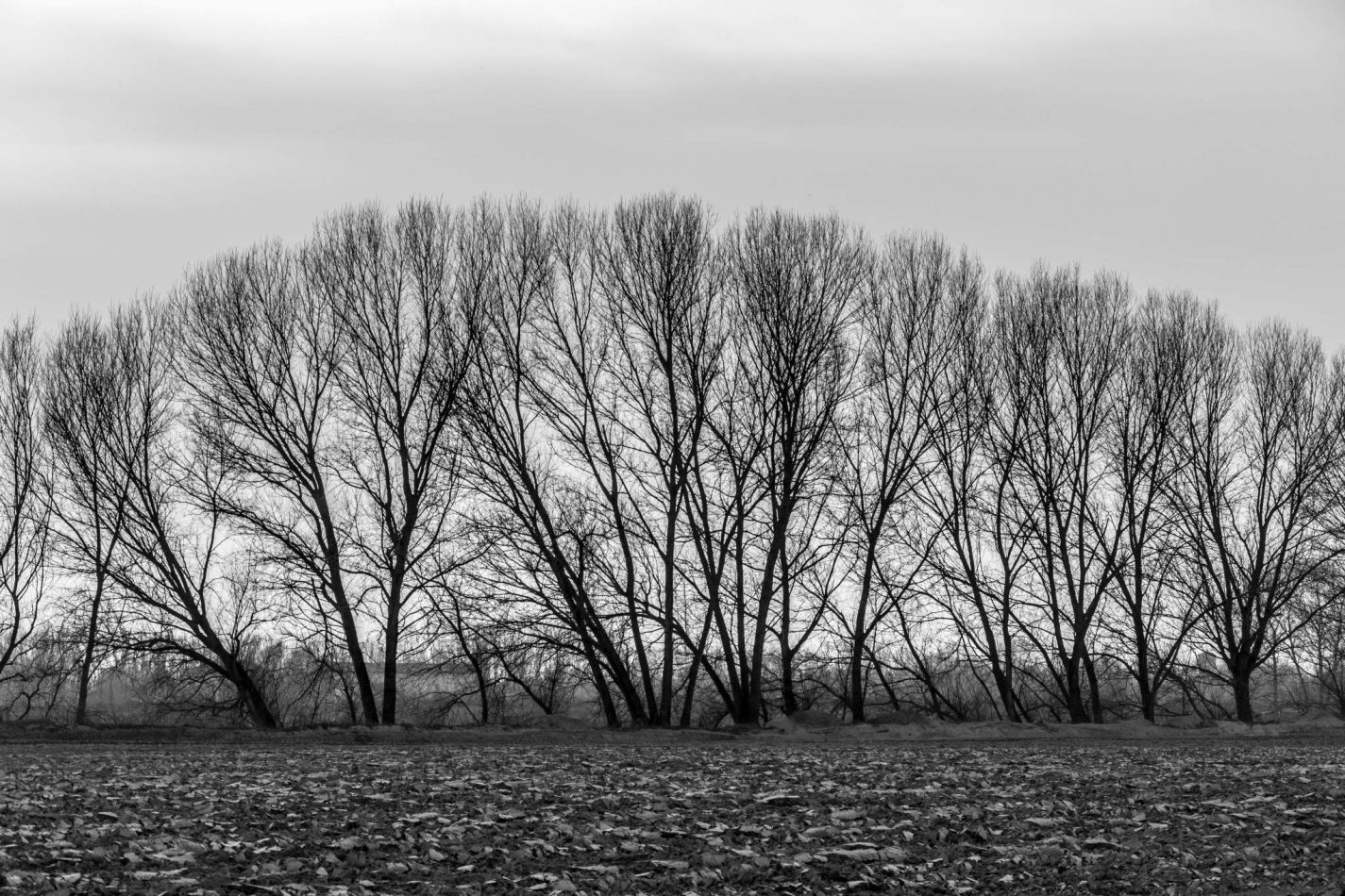 Storvandre: Golena del Po