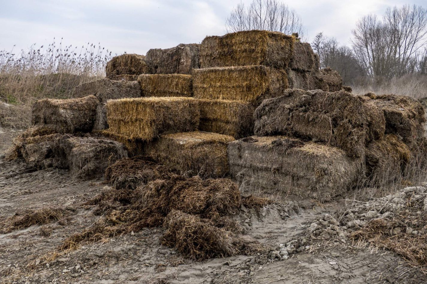 Storvandre: Golena del Po