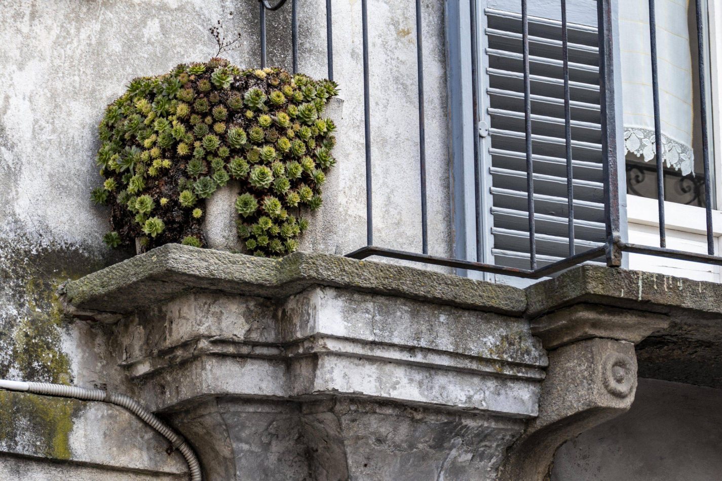 Storvandre: Racconigi