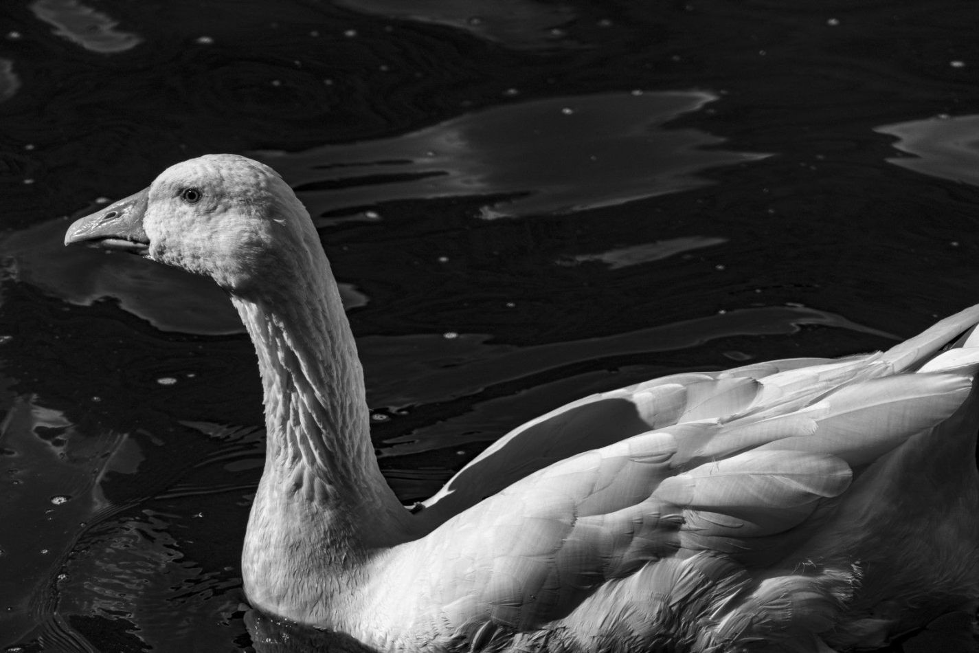 Storvandre: Lake Segrino