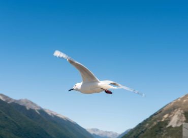 Chroicocephalus bulleri