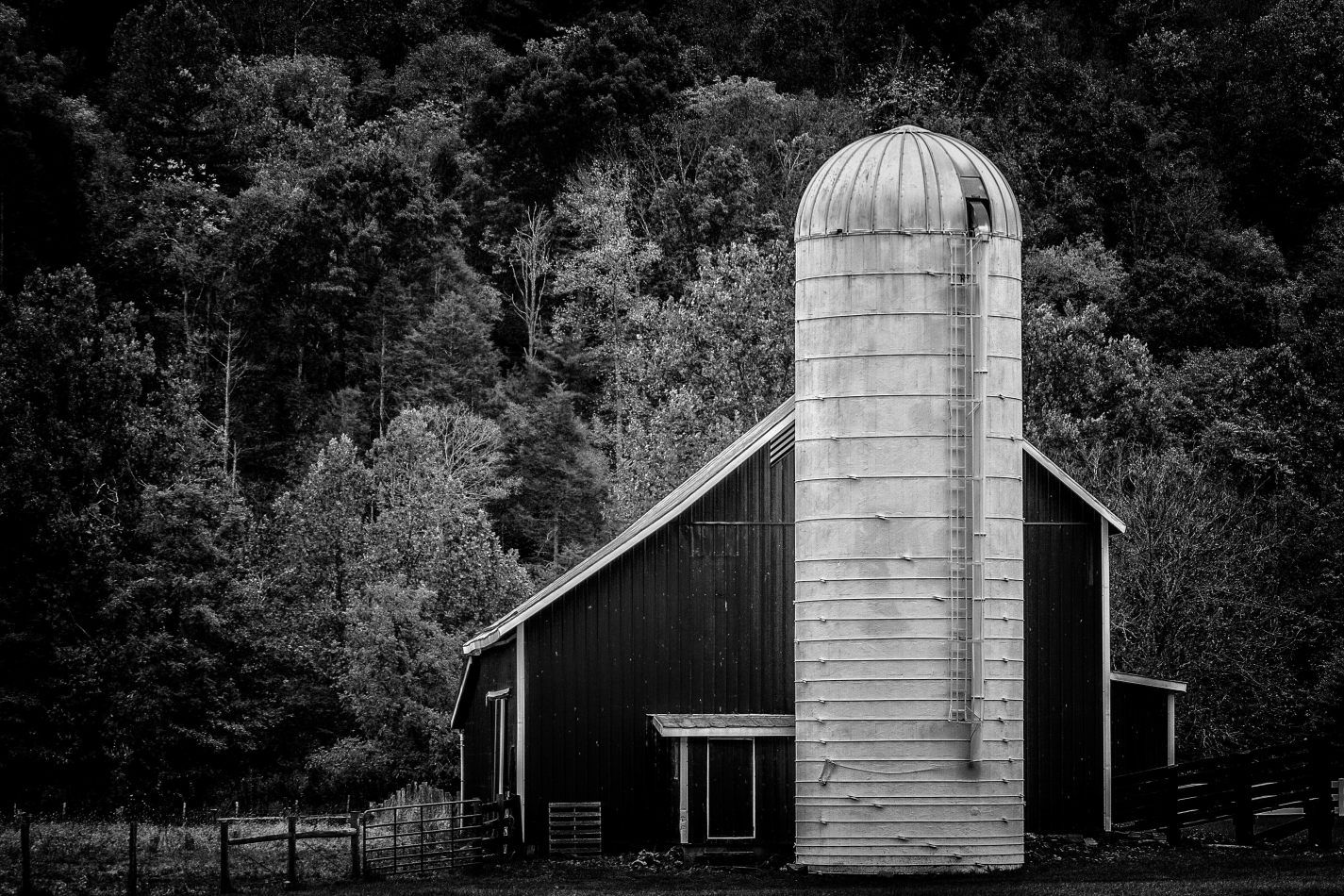 Storvandre: Virginia