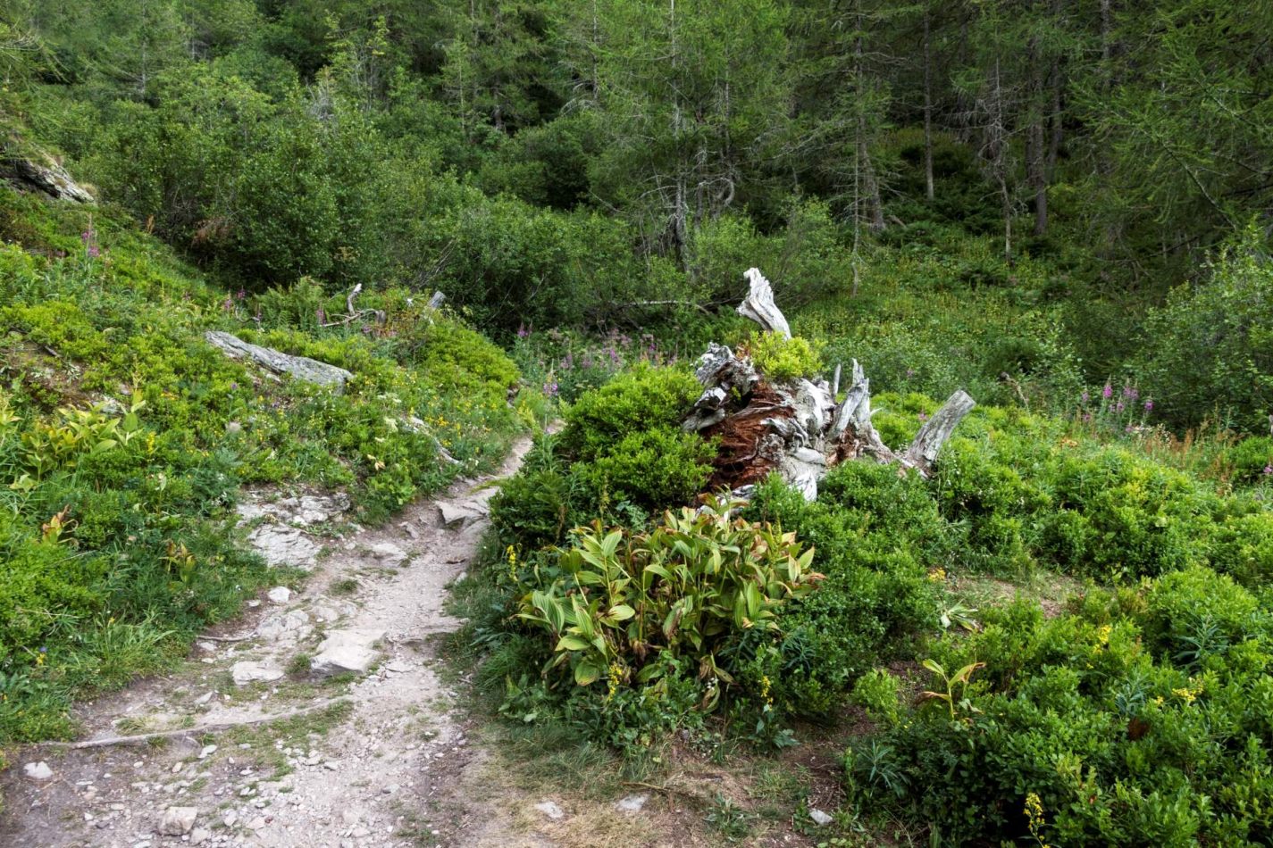 Storvandre: Ritom Lake