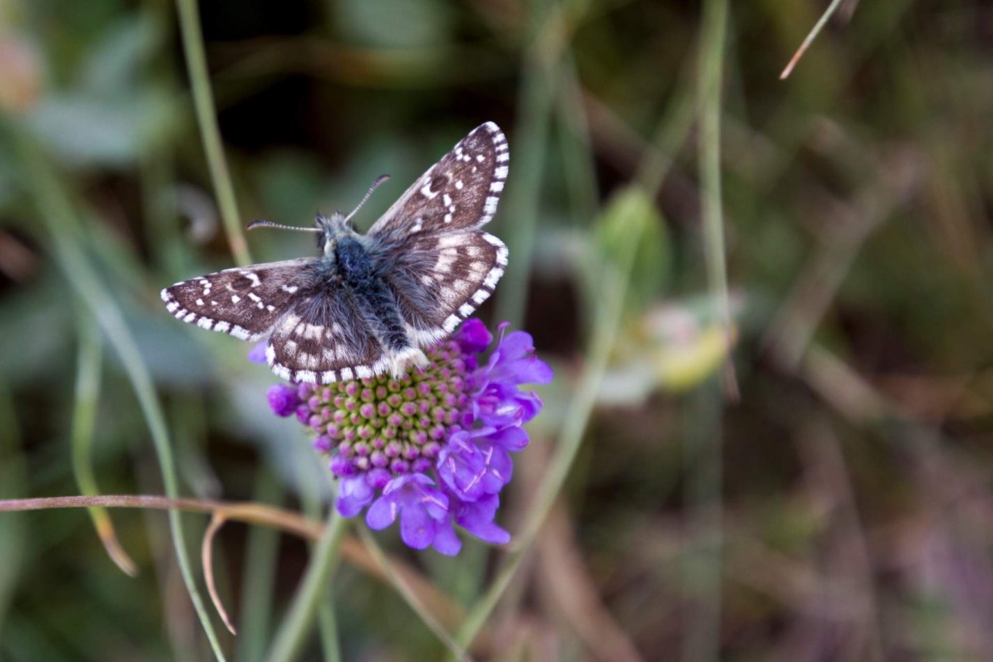 Storvandre: Ritom Lake