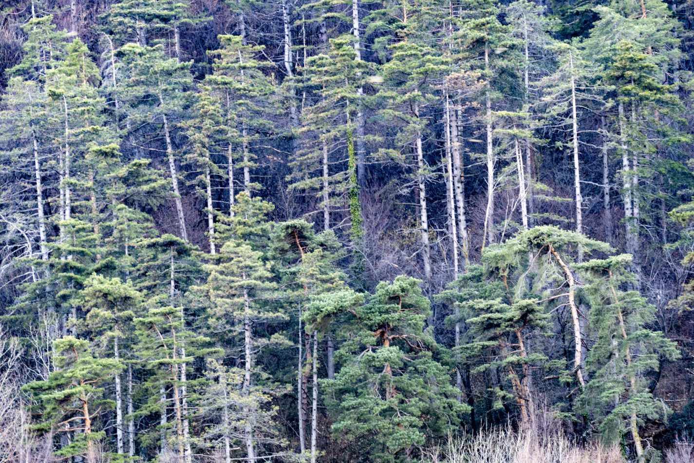 Storvandre: Monte Barro