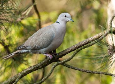 Streptopelia decaocto