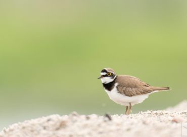 Charadrius dubius