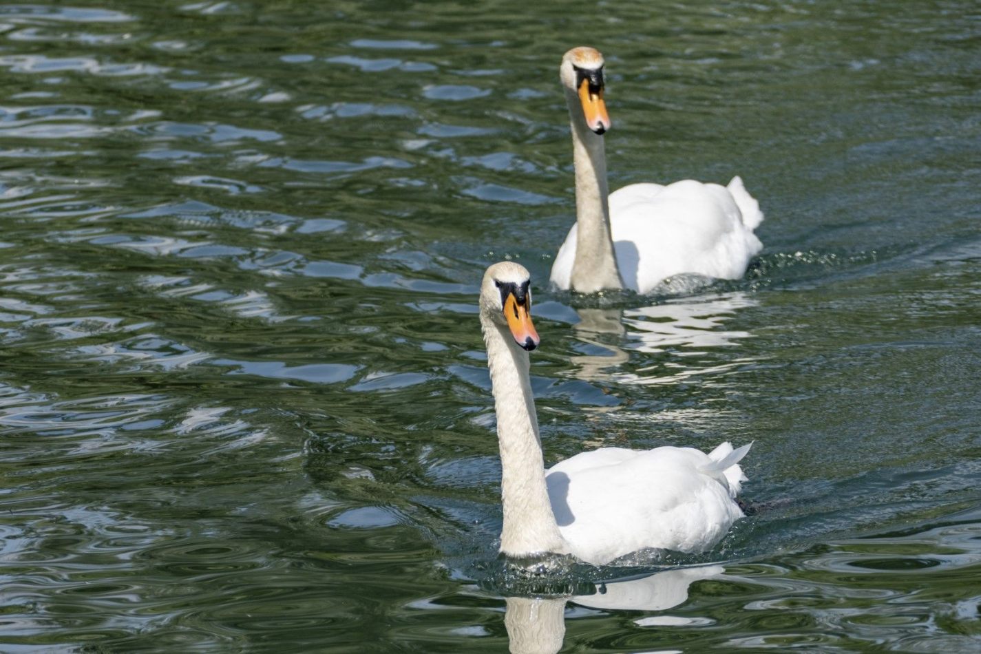 Storvandre: Adda River