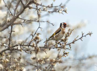 Carduelis carduelis