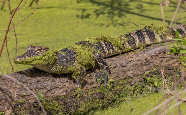 Atchafalaya National Wildlife Refuge