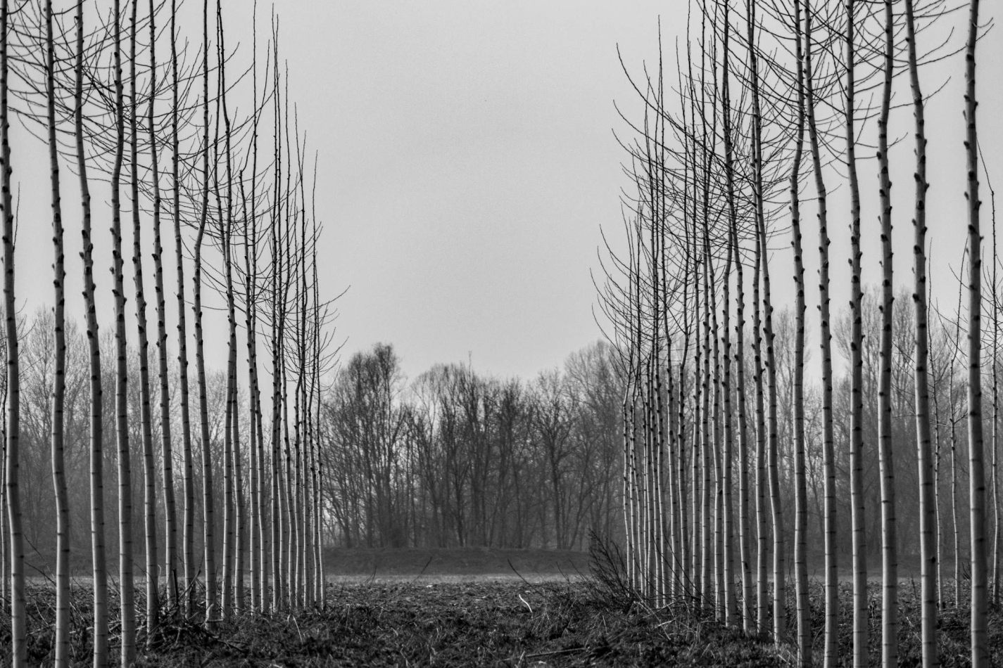 Storvandre: Golena del Po