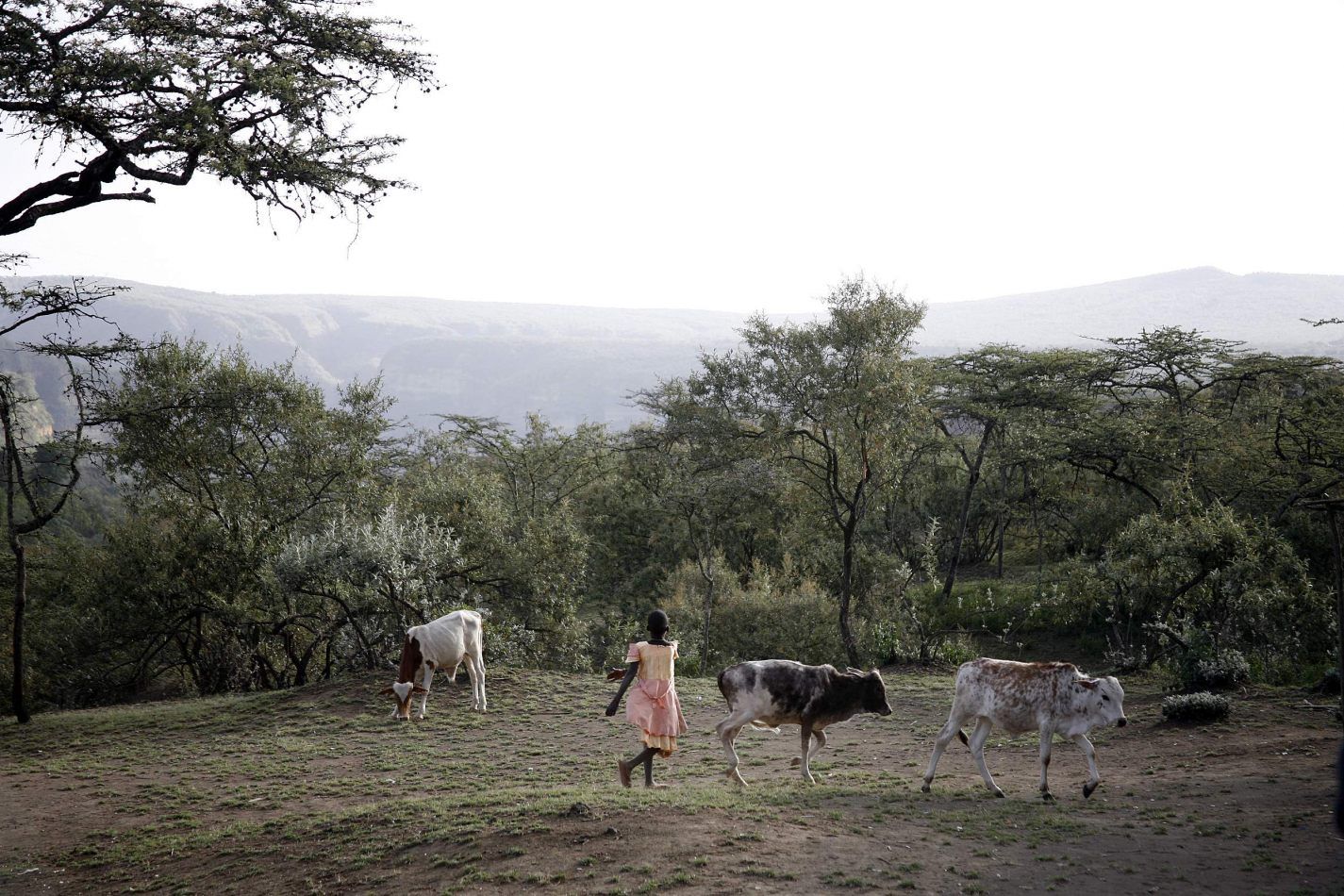 Anthony Ellis Photography: Luga Moja Haitoshi - Minding the Cows