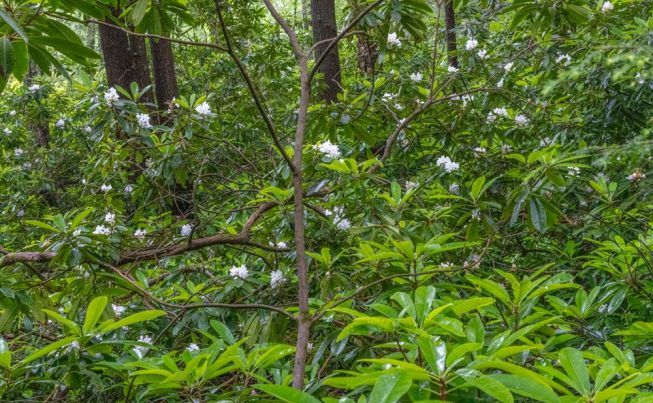 Keene Rhododendron State Park