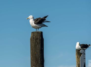 Larus dominicanus