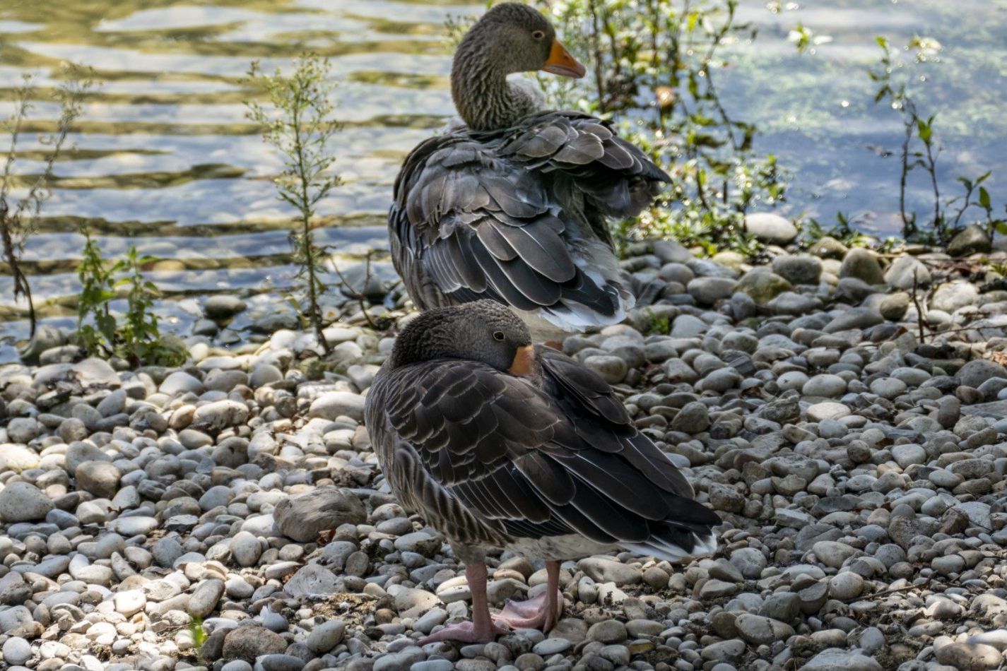 Storvandre: Sile River