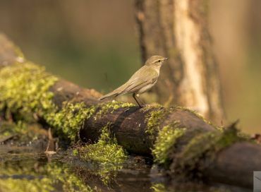 Phylloscopus collybita