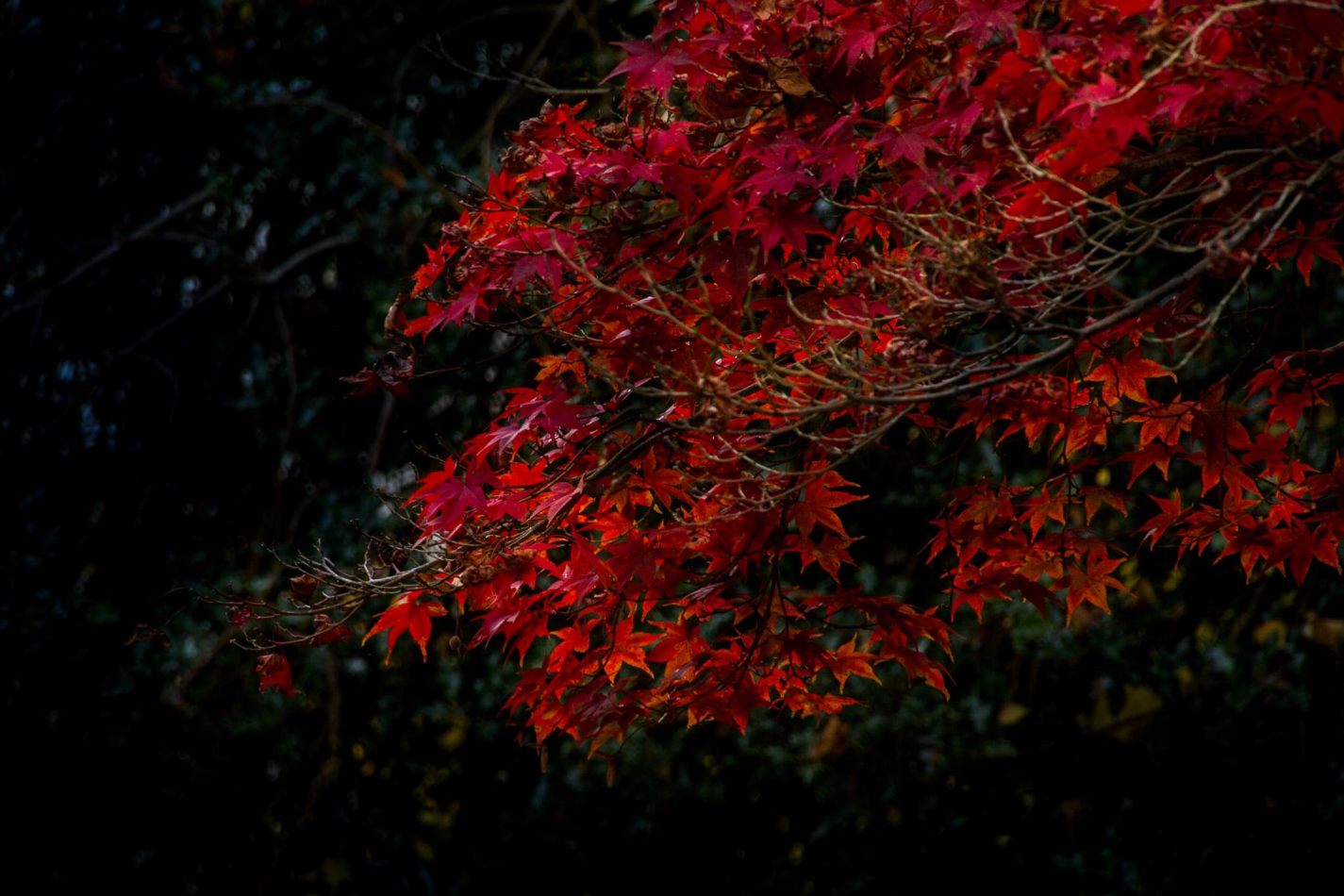 Storvandre: Villa Pisani