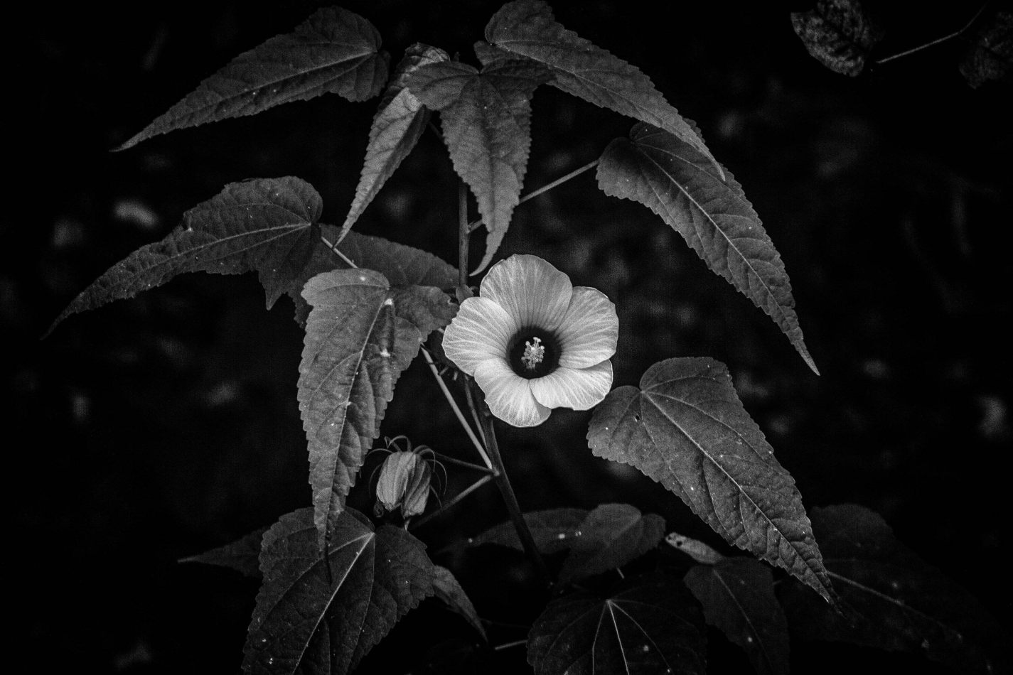 Storvandre: Mississippi