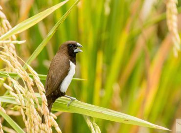 Lonchura leucogastroides