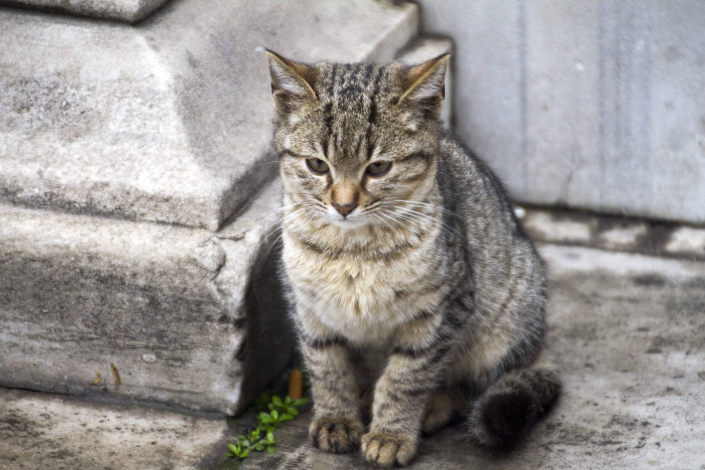 Storvandre: Istanbul