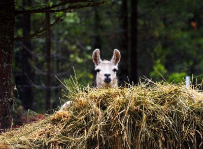 Glacier National Park