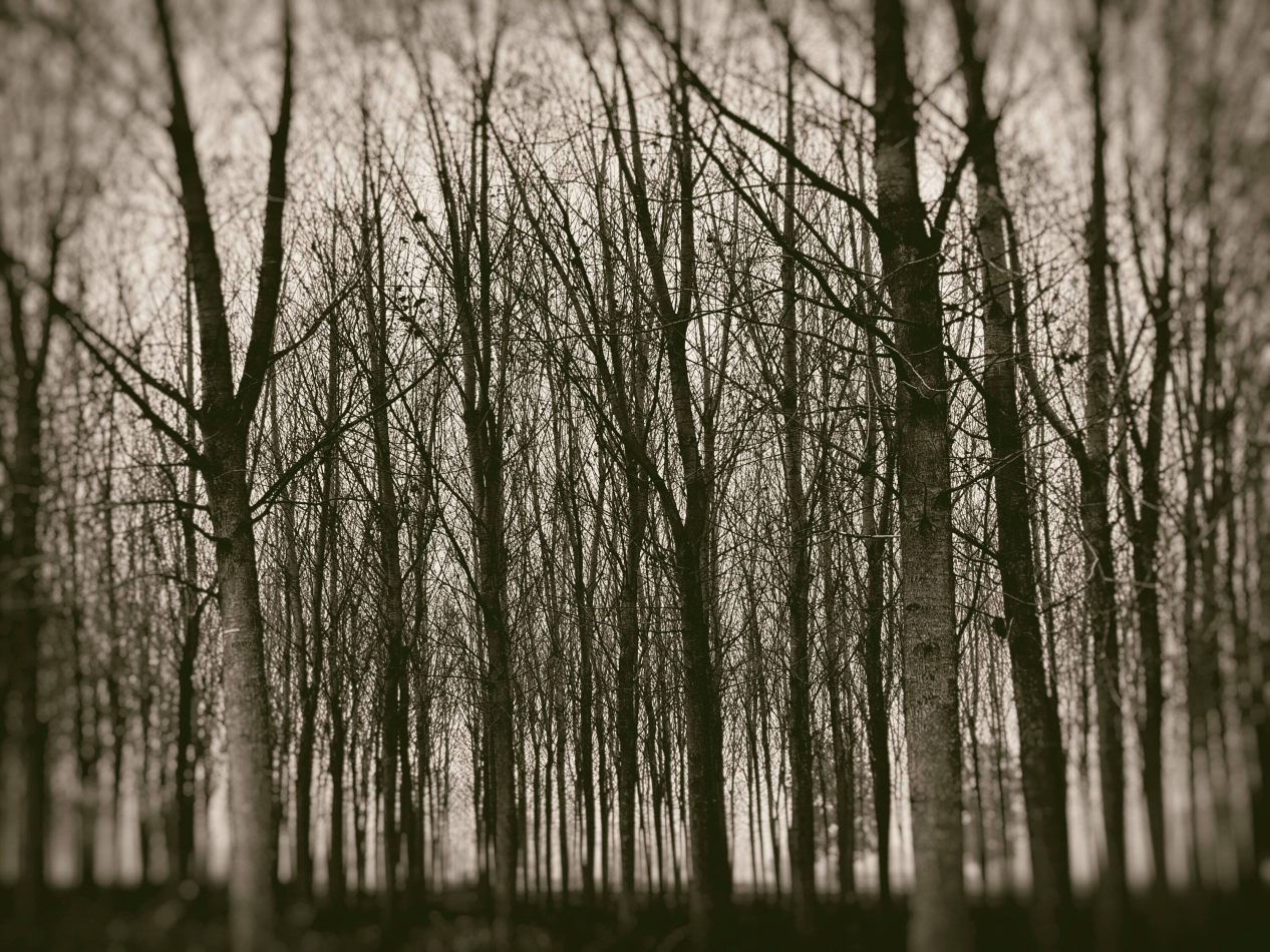 Storvandre: Villanova d Ardenghi