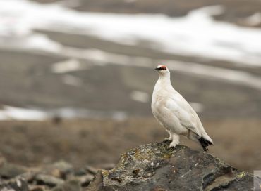 Lagopus muta hyperborea