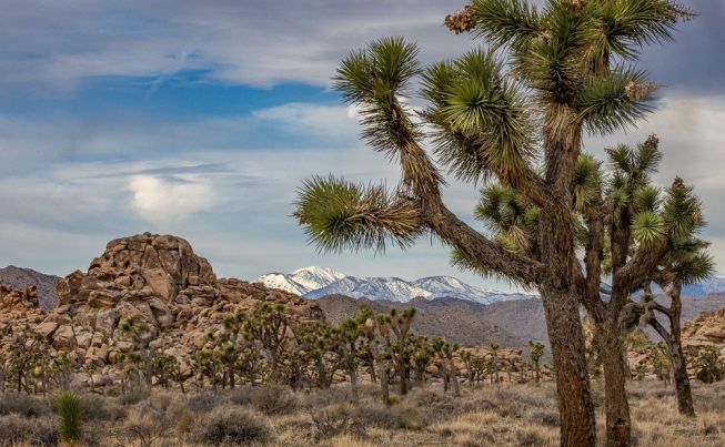 A day in Joshua Tree National Park