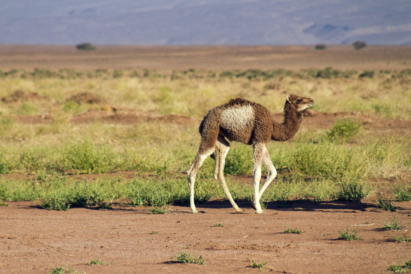 Storvandre: Erg Chigaga