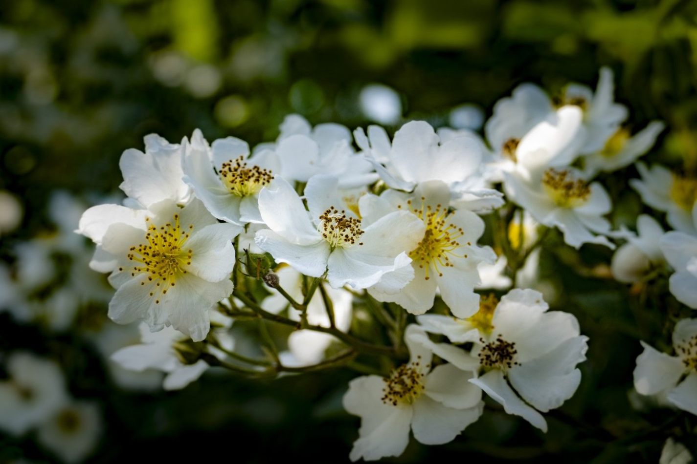 Storvandre: Adda River