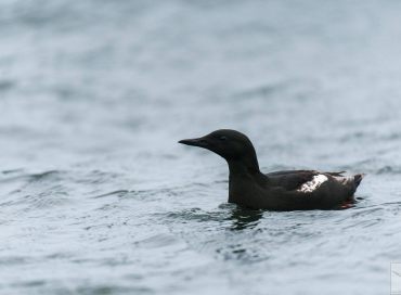 Cepphus grylle