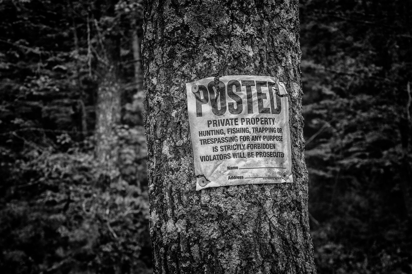 Storvandre: Virginia