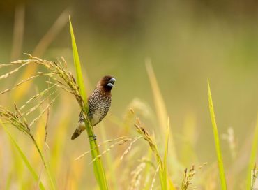 Lonchura punctulata