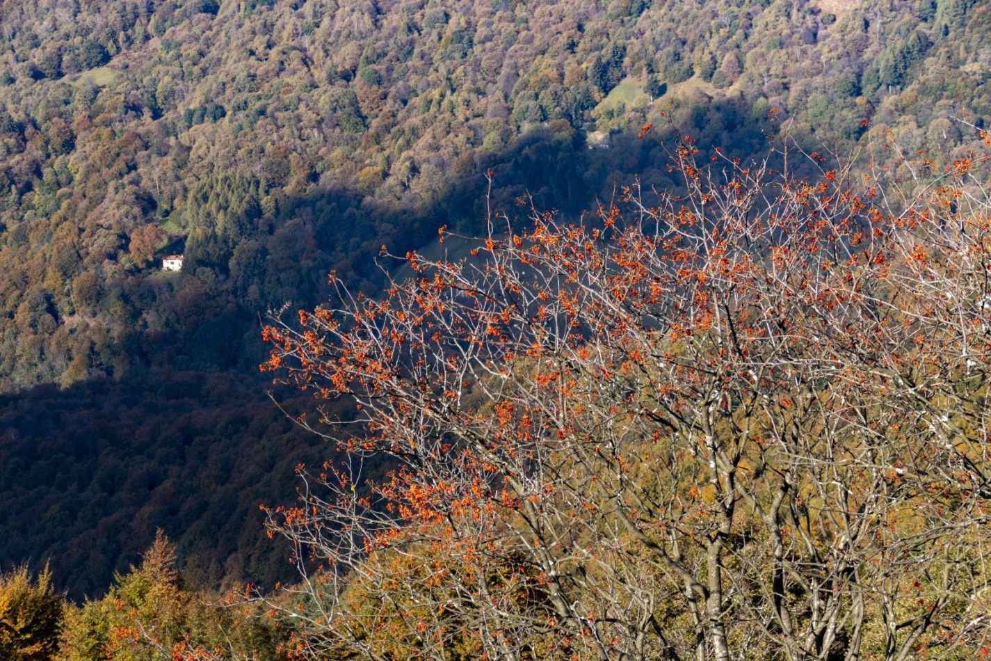 Storvandre: Monte Bolettone