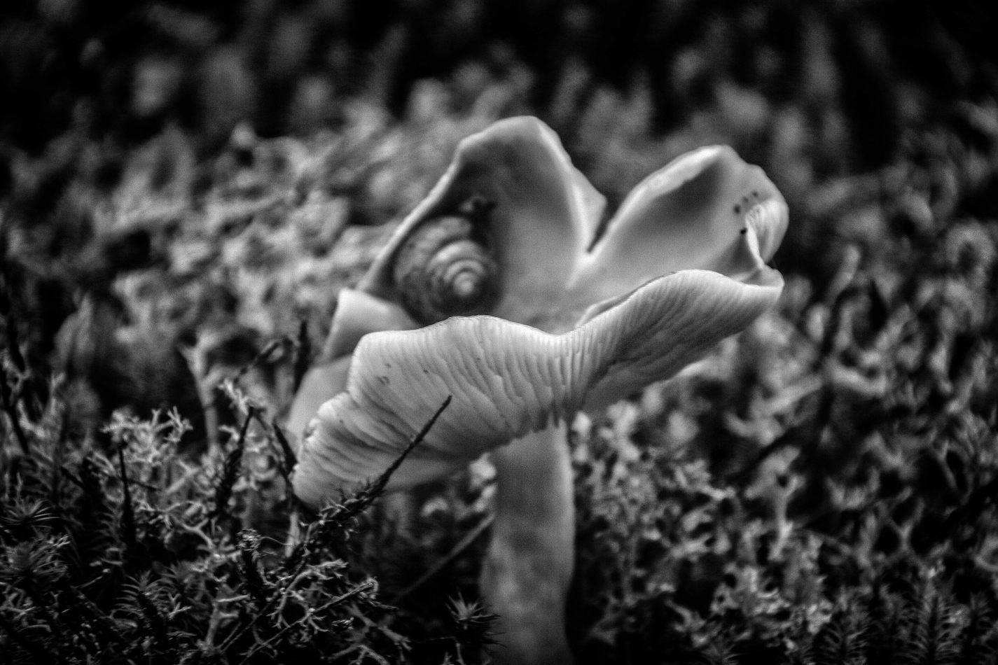 Storvandre: Virginia