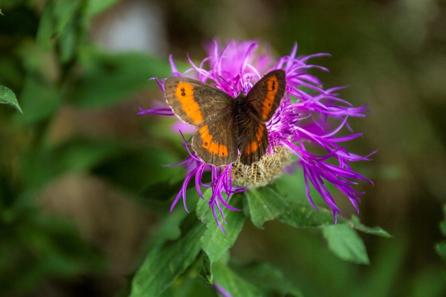 Storvandre: Ritom Lake