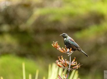 Prosthemadera novaeseelandiae