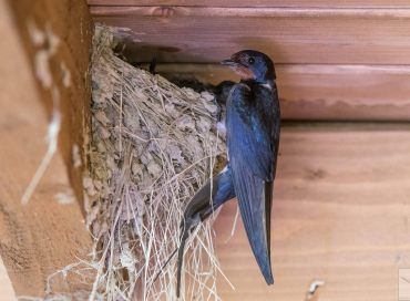 Hirundo rustica