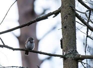Glaucidium passerinum