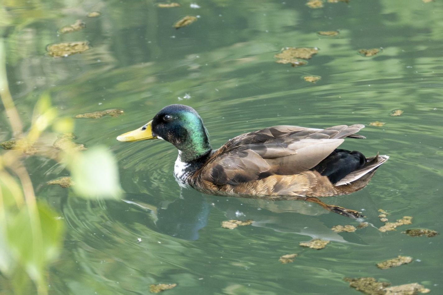 Storvandre: Adda River