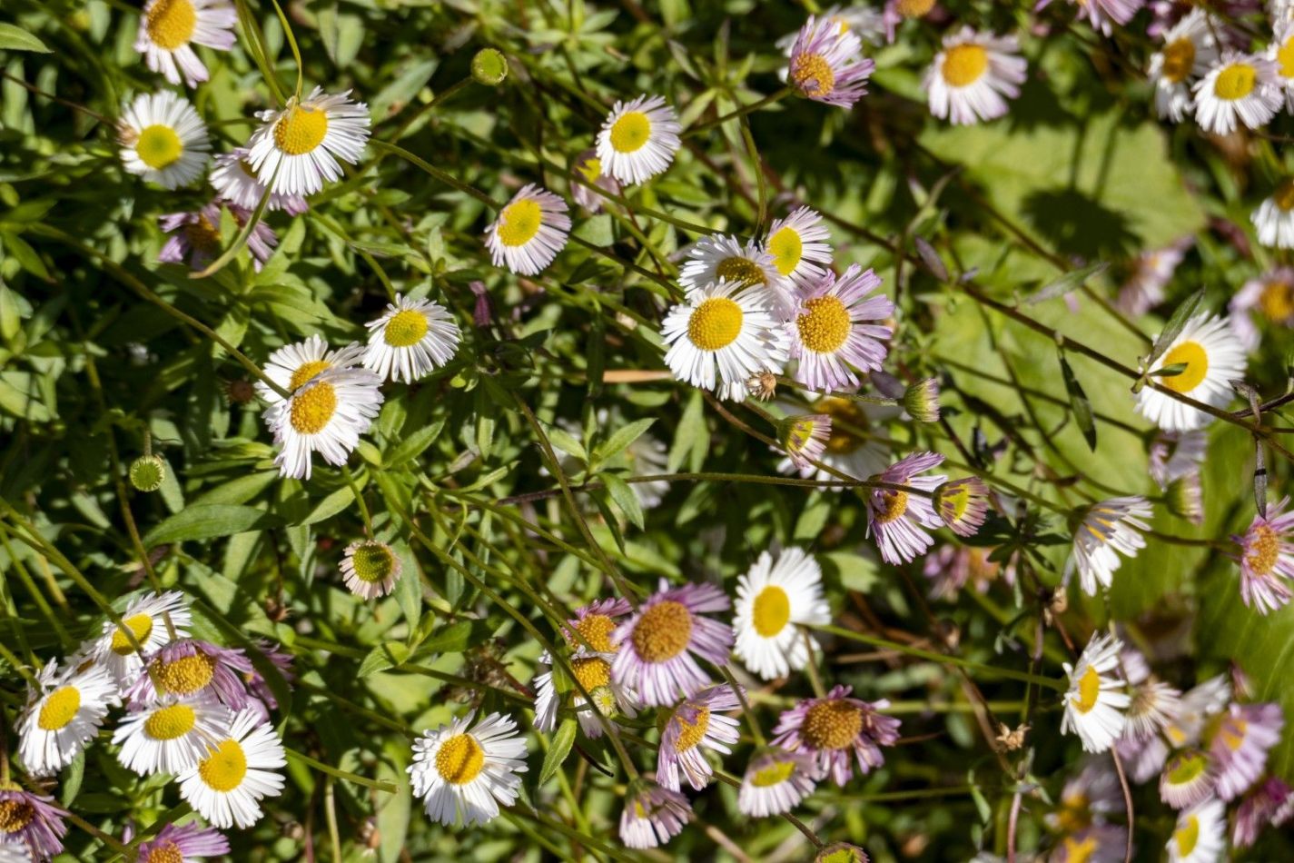 Storvandre: Pognana Lario