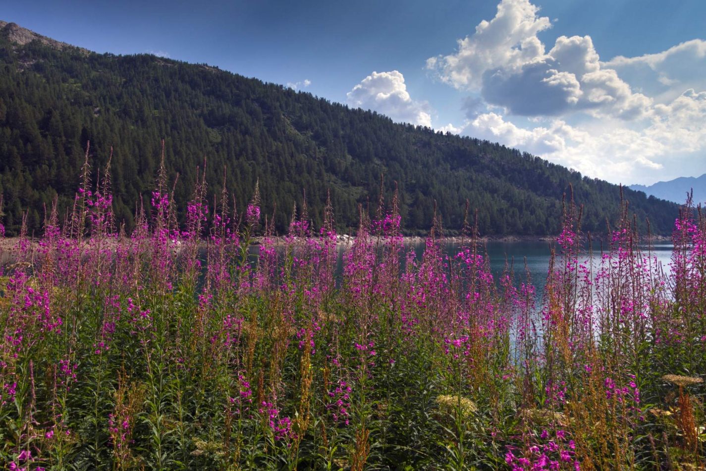 Storvandre: Ritom Lake