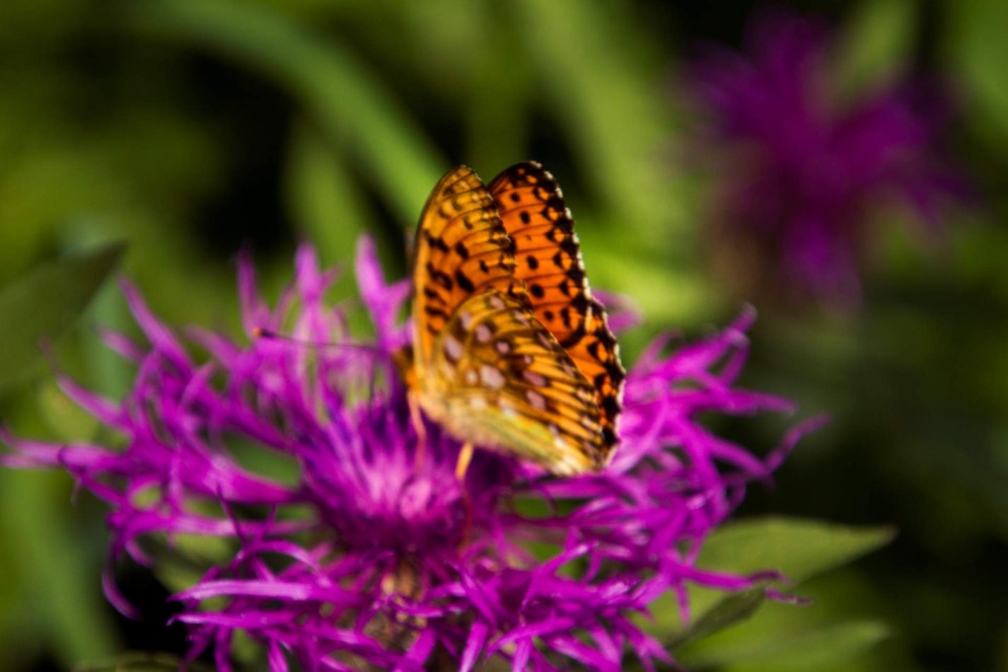 Storvandre: Ritom Lake