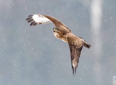 Buteo buteo