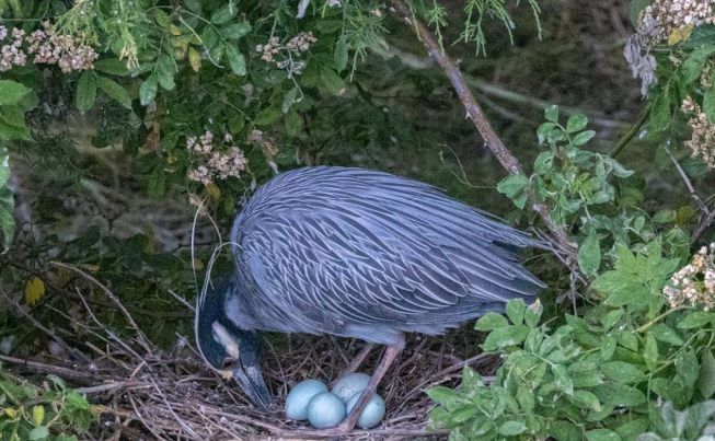 Atlantic City Foresythe NWR  Ocean City