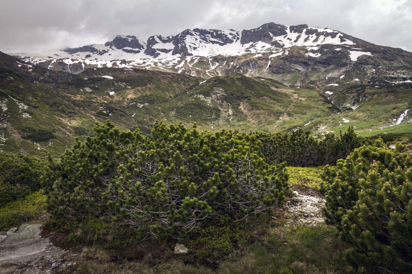 Storvandre: San Bernardino