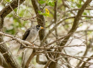 Manorina melanocephala