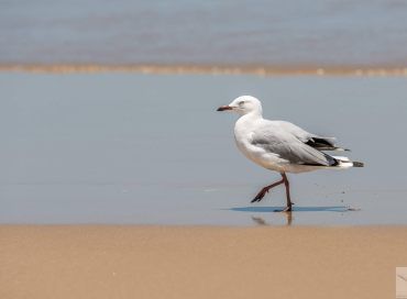 Chroicocephalus novaehollandia