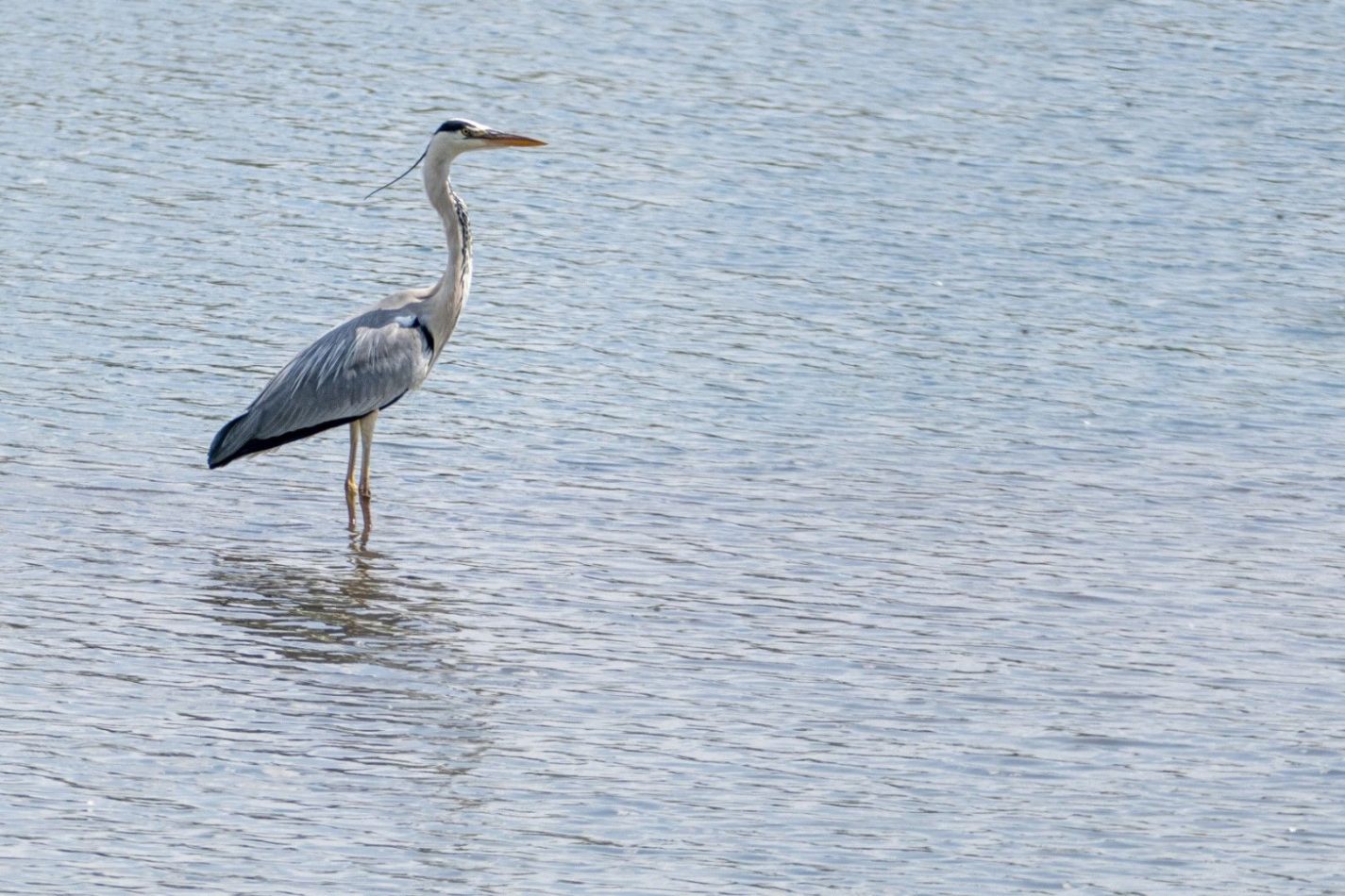 Storvandre: Adda River