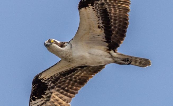 Easton Blackwater NWR